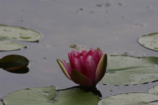 Name:  Nilfer (Nymphaea sp.) 13.jpg
Views: 348
Size:  21.3 KB