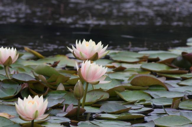Name:  Nilfer (Nymphaea sp.) 14.jpg
Views: 343
Size:  37.3 KB