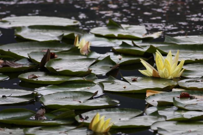 Name:  Sar Nilfer (Nymphaea sp.) 2.jpg
Views: 358
Size:  46.6 KB