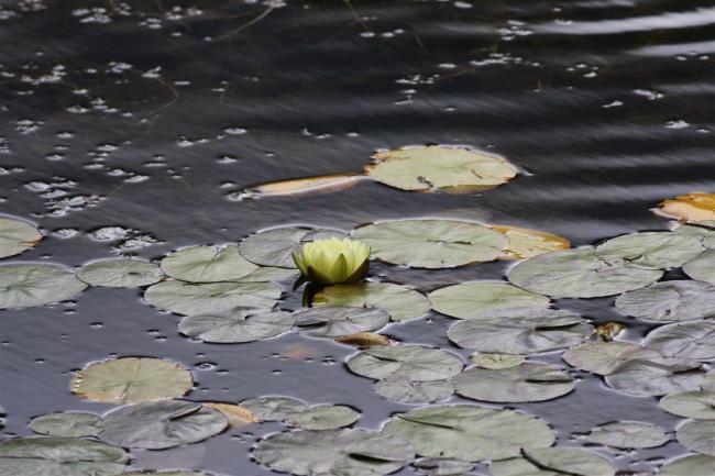 Name:  Sar Nilfer (Nymphaea sp.).jpg
Views: 412
Size:  44.9 KB