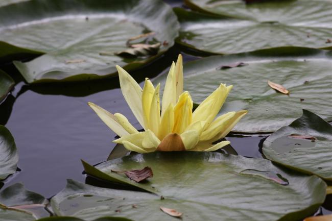 Name:  Sar Nilfer (Nymphaea sp.)1.jpg
Views: 356
Size:  36.2 KB