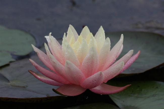 Name:  Nilfer (Nymphaea sp.) 9.jpg
Views: 349
Size:  21.4 KB