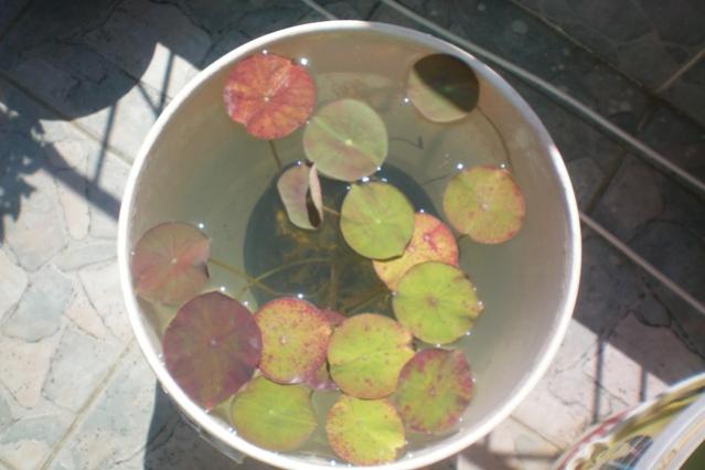 Name:  lotus.jpg
Views: 8639
Size:  32.1 KB