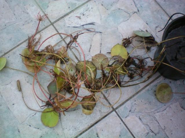 Name:  000_0020.jpg
Views: 7238
Size:  48.2 KB