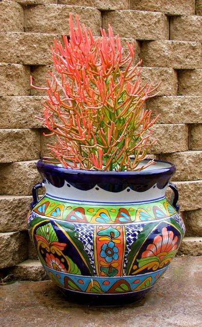 Name:  Firesticks succulent.jpg
Views: 2772
Size:  79.5 KB