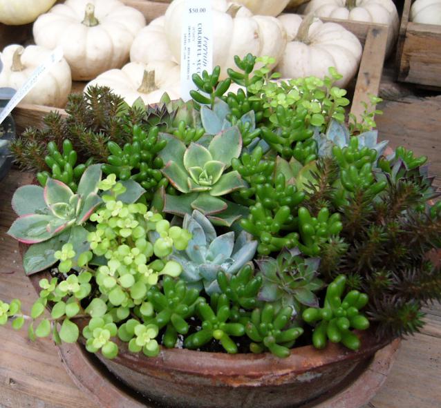 Name:  succulant container.jpg
Views: 2719
Size:  70.1 KB