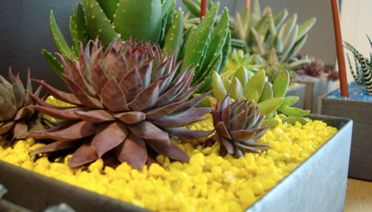 Name:  031809_garden01.jpg
Views: 2478
Size:  52.3 KB
