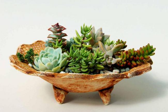 Name:  DishGarden1.jpg
Views: 3346
Size:  34.1 KB