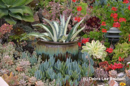 Name:  Agaveamericana'Mediopicta%20Alba'ingarden(c).jpg
Views: 3189
Size:  44.0 KB