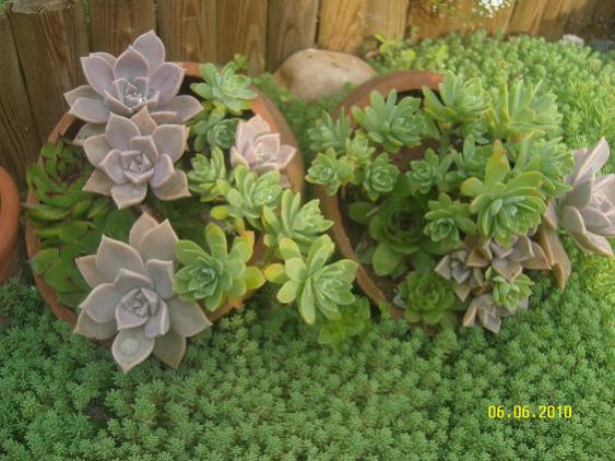 Name:  3sedum palmeri.jpg
Views: 3642
Size:  50.1 KB