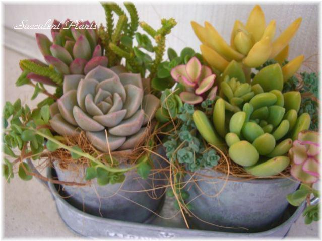 Name:  27148684_o1.jpg
Views: 3373
Size:  46.9 KB