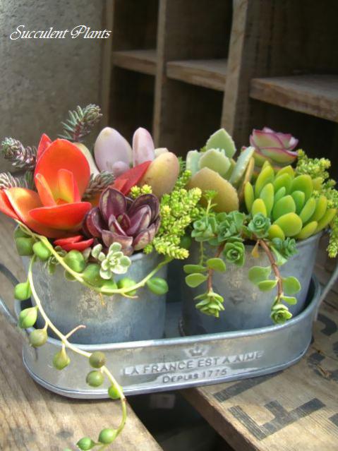 Name:  30174978_o1.jpg
Views: 2935
Size:  47.7 KB