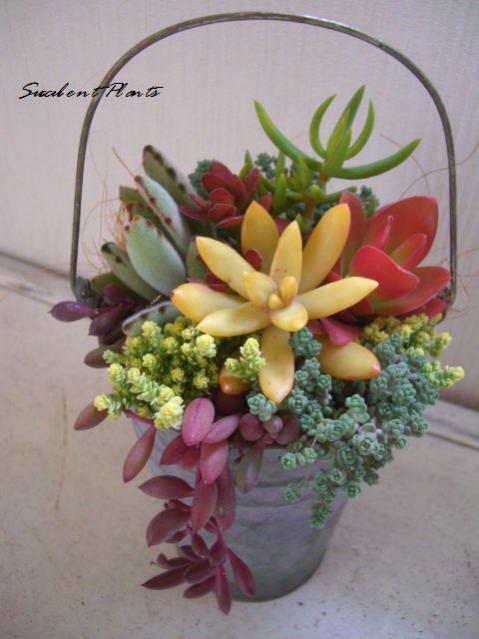 Name:  27290442_o2.jpg
Views: 1779
Size:  39.4 KB