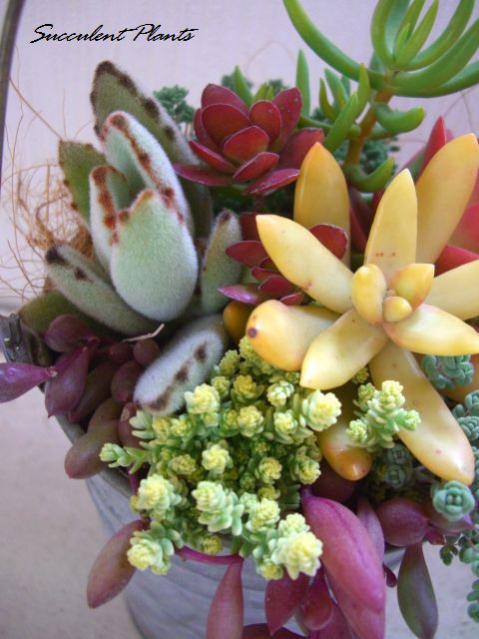 Name:  27290442_o1.jpg
Views: 1754
Size:  47.9 KB