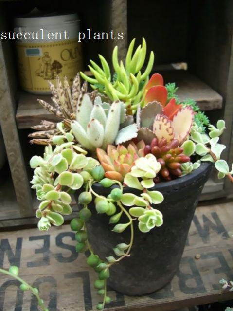 Name:  20527829_o1.jpg
Views: 2040
Size:  47.9 KB