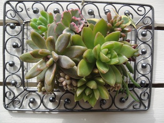 Name:  DSC001000.jpg
Views: 1586
Size:  61.2 KB