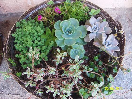 Name:  sedum-succulent.jpg
Views: 11129
Size:  67.0 KB