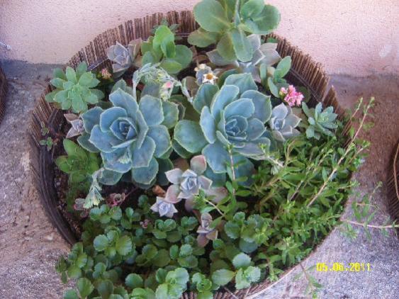 Name:  sedum-succulent2.jpg
Views: 9228
Size:  55.0 KB