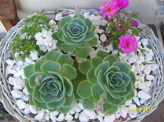 Name:  sedum-succulent3.jpg
Views: 7741
Size:  54.7 KB