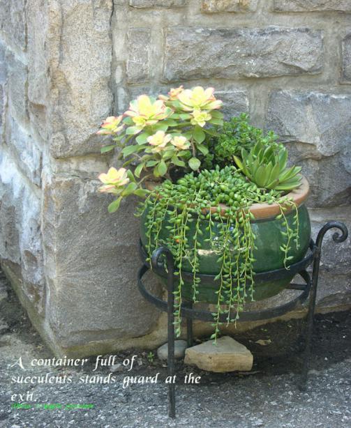Name:  14_succulents.jpg
Views: 2783
Size:  69.7 KB
