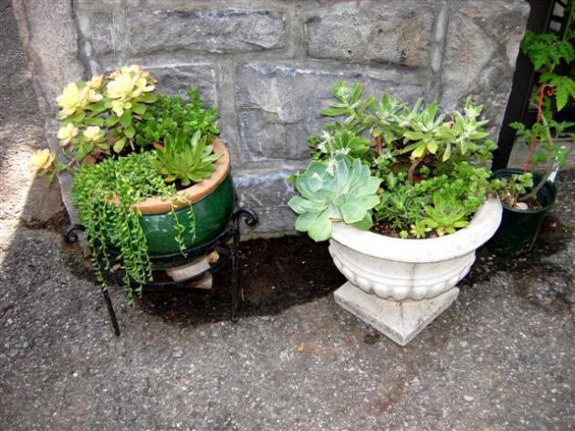 Name:  pratte_garden_tour_20070614_3.jpg
Views: 2512
Size:  68.6 KB
