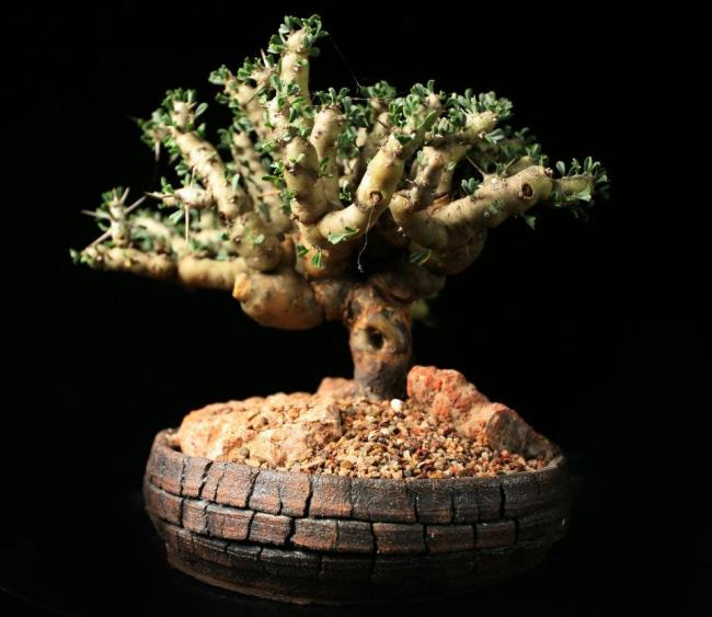 Name:  Sarcocaulon patersonii.jpg
Views: 2417
Size:  43.8 KB