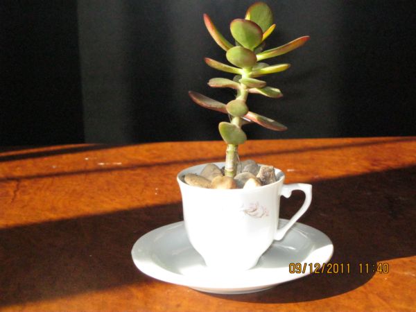 Name:  fincan.jpg
Views: 2252
Size:  42.1 KB