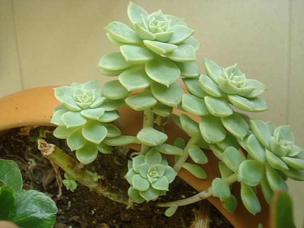 Name:  DSC04377.jpg
Views: 4892
Size:  50.4 KB
