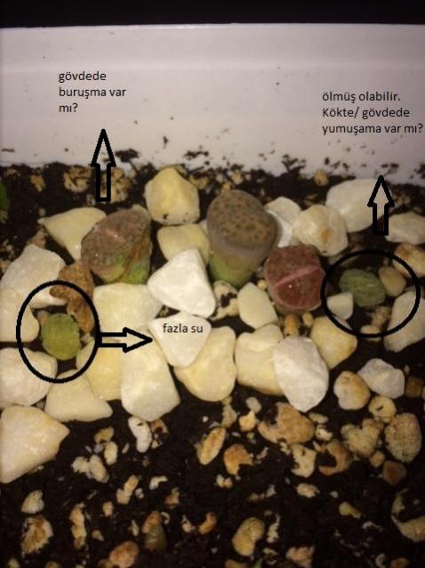 Name:  lithops2.jpg
Views: 2355
Size:  44.0 KB