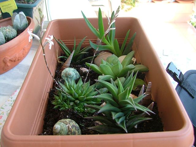 Name:  Haworthias.jpg
Views: 4995
Size:  60.4 KB
