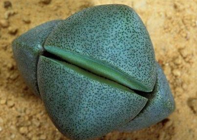 Name:  C0073813-Living_stone_Argyroderma_sp._plant-SPL.jpg
Views: 12696
Size:  36.7 KB