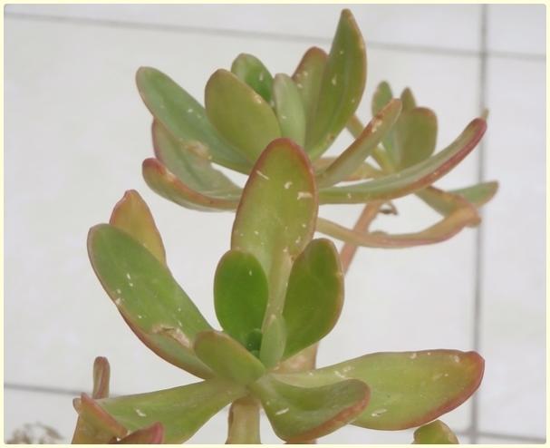 Name:  Sedum dendroideum.jpg
Views: 15602
Size:  25.8 KB