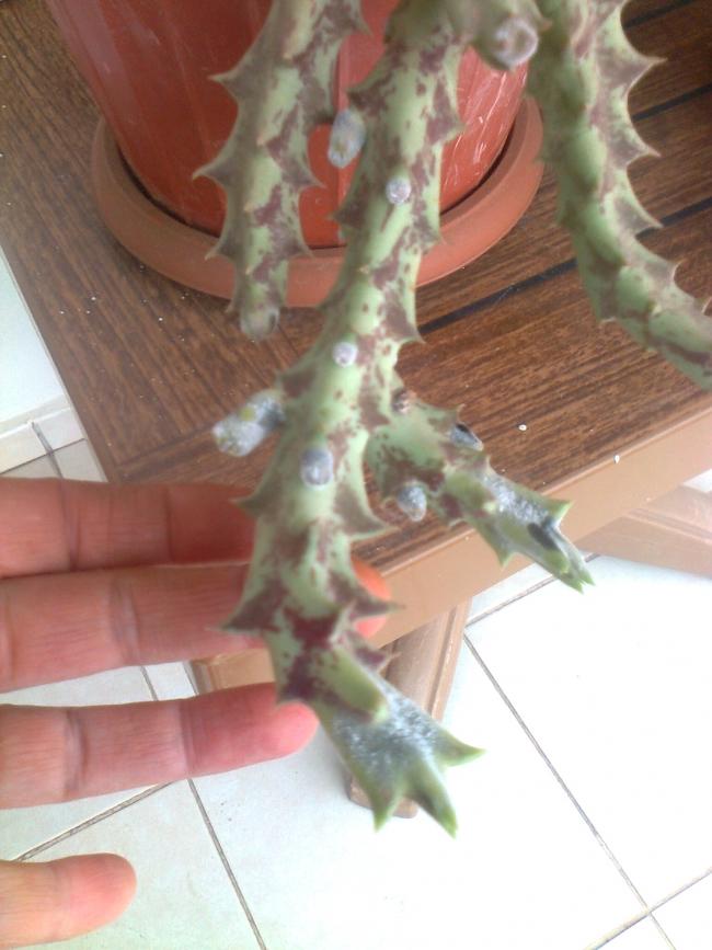 Name:  Fotoraf4239.jpg
Views: 3043
Size:  56.6 KB