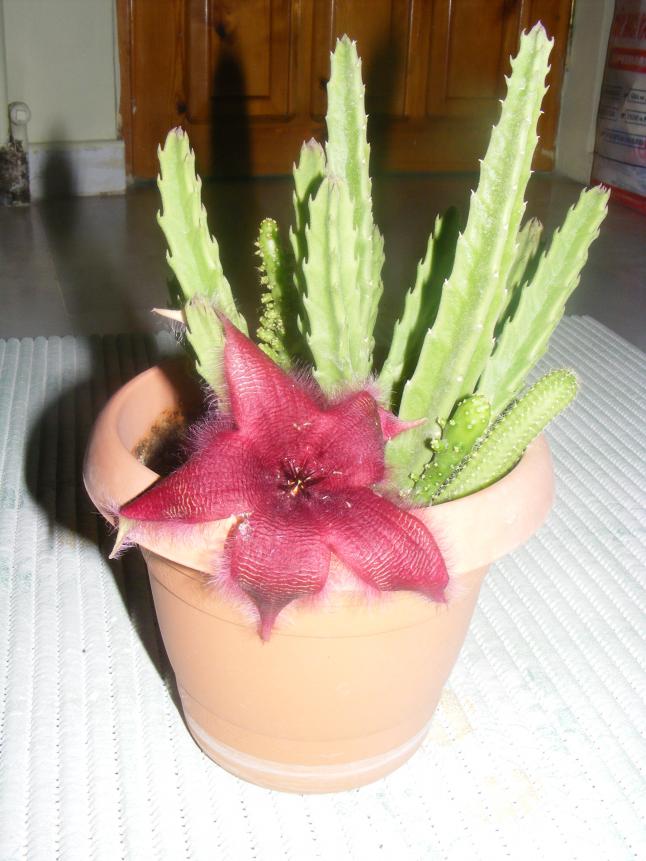 Name:  DSCF2236.jpg
Views: 4519
Size:  69.8 KB
