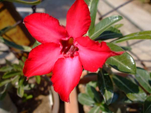 Name:  DSCF8109.JPG
Views: 2343
Size:  34.8 KB