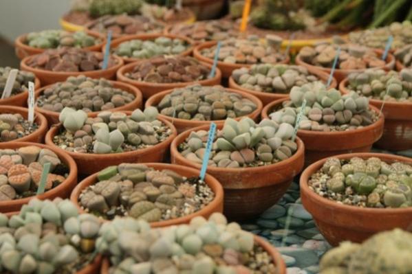 Name:  lithops-grugapark.jpg
Views: 1352
Size:  41.5 KB