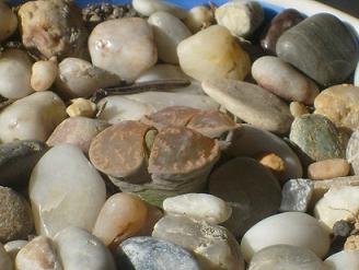 Name:  S6305446.JPG
Views: 1111
Size:  50.5 KB