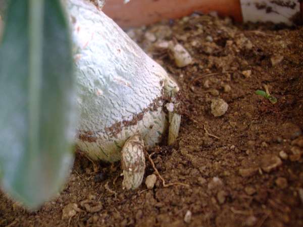 Name:  DSCF4787.JPG
Views: 2164
Size:  41.4 KB