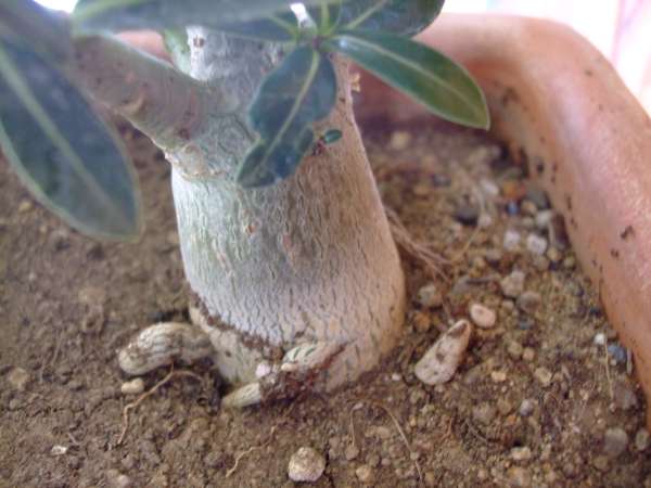 Name:  DSCF4788.JPG
Views: 2148
Size:  41.2 KB