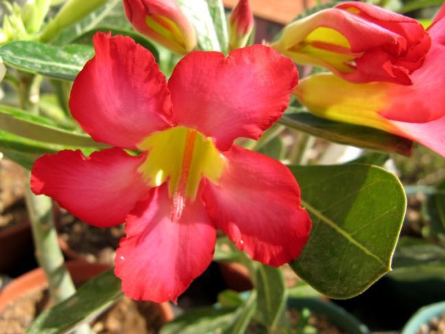 Name:  adenium son.jpg
Views: 1243
Size:  41.2 KB