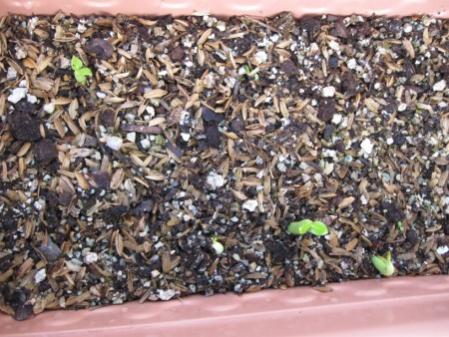 Name:  adenium (450 x 338).jpg
Views: 1233
Size:  42.2 KB