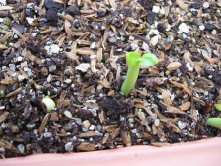 Name:  adenium1 (450 x 338).jpg
Views: 1273
Size:  39.8 KB