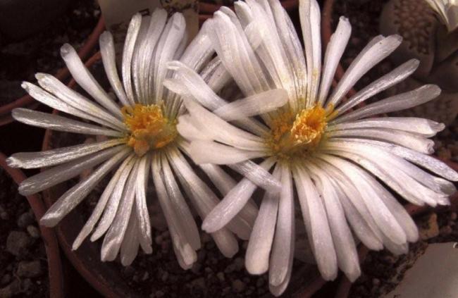 Name:  lithops white(2).jpg
Views: 1025
Size:  44.3 KB