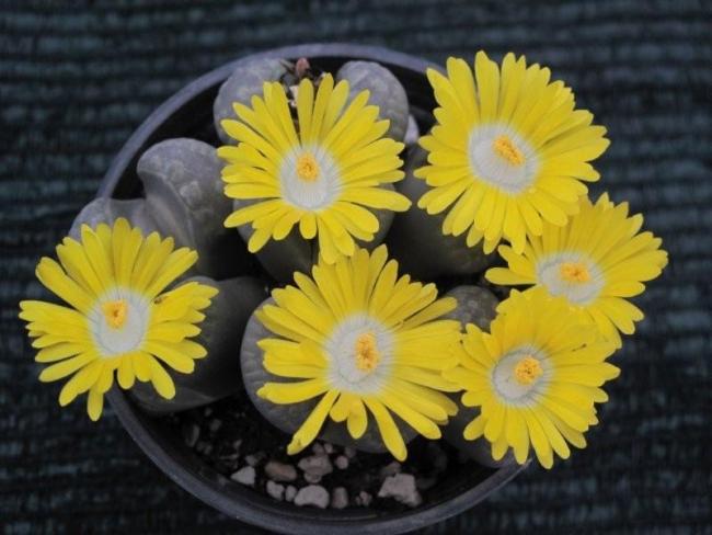 Name:  Lithops yellow group.jpg
Views: 1023
Size:  42.4 KB