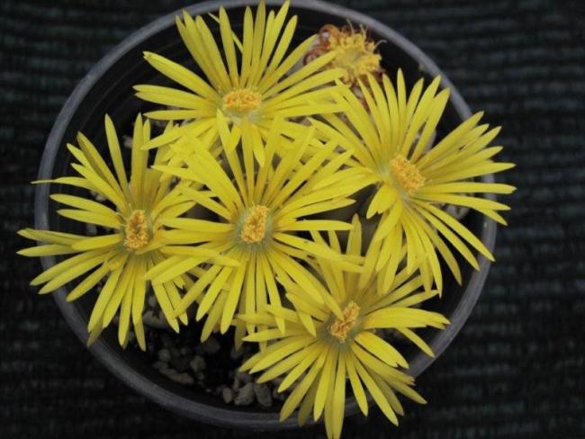 Name:  Lithops yellow group 2.jpg
Views: 1015
Size:  48.8 KB