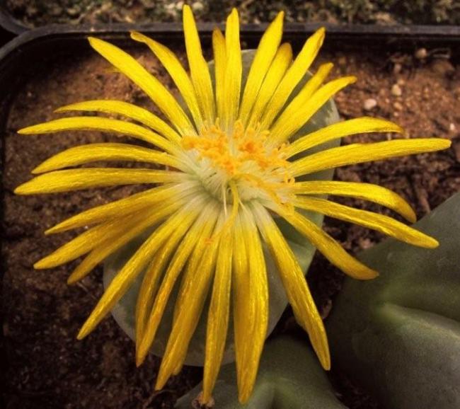 Name:  Lithops yellow tek.jpg
Views: 990
Size:  58.4 KB