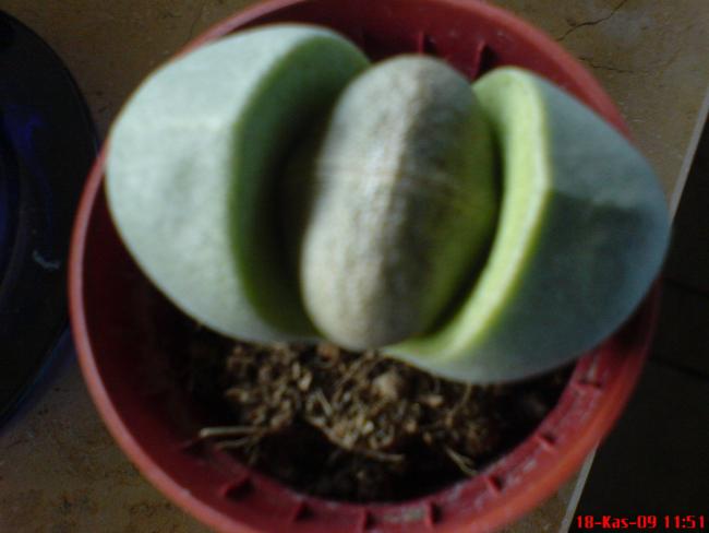 Name:  DSC00109.jpg
Views: 1121
Size:  27.2 KB