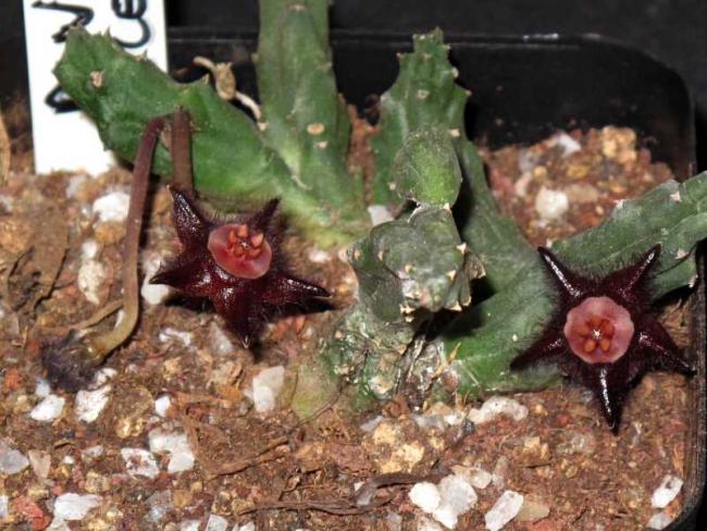 Name:  Duvalia elegans.jpg
Views: 2449
Size:  60.3 KB