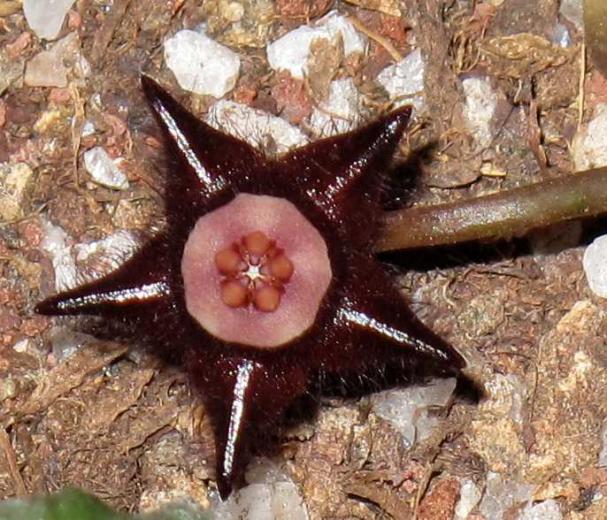 Name:  Duvalia elegans flower.jpg
Views: 2504
Size:  71.9 KB