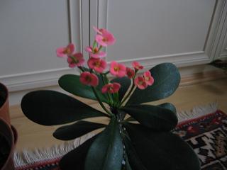 Name:  eup.JPG
Views: 14245
Size:  17.2 KB